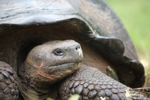 Galapagos Giant Tortoise from the Coral with Southland Touring Ecuador