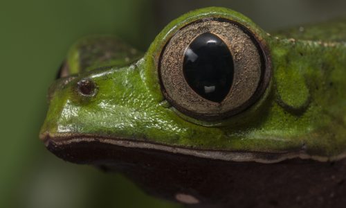 Rana mono de la amazonía (Phyllomedusa vaillanti)