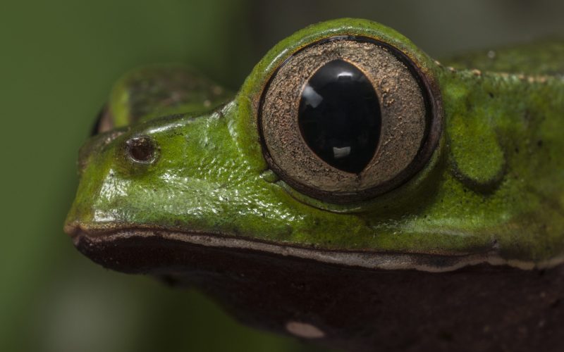 Rana mono de la amazonía (Phyllomedusa vaillanti)