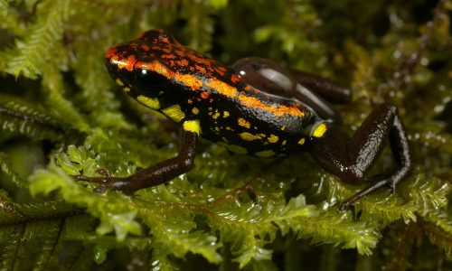 Las ranas venenosas de la familia Dendrobatidae son muy coloridas e interesantes por el cuidado que los padres les brindan a sus renacuajos