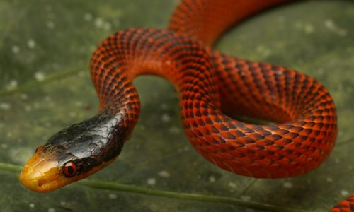 Serpiente falsa coral de la familia colubridae, no representa peligro para la gente porque a pesar de su apariencia n tiene veneno