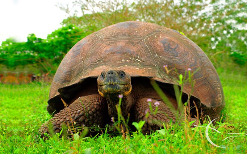 Casa_Natura_Galapagos_lodge_island_hopping_2