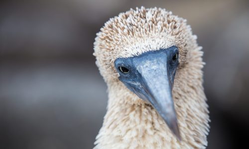 Galápagos1