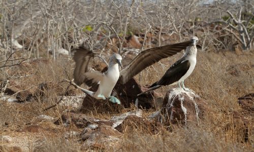 Galápagos38